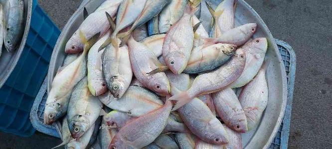ماهی تازه به شرط در گروه خرید و فروش خدمات و کسب و کار در بوشهر در شیپور-عکس1