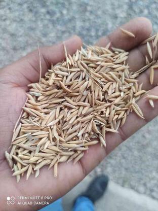 بذر شالی فجر 90روزه تمیز بدون دله320کیلو در گروه خرید و فروش صنعتی، اداری و تجاری در گلستان در شیپور-عکس1