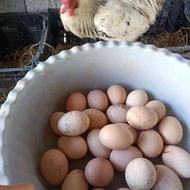 تخم مرغ نطفه دار گلپایگانی