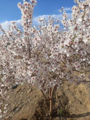 زمین کشاورزی درخت بادام2700 متر در گروه خرید و فروش املاک در اصفهان در شیپور-عکس1