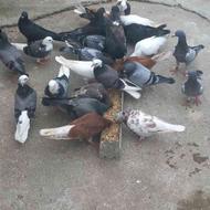 حدود بیست عددجوجه کبوتر