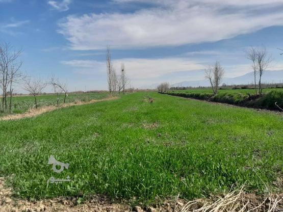 زمین کشاورزی 4000متر در گروه خرید و فروش املاک در گلستان در شیپور-عکس1