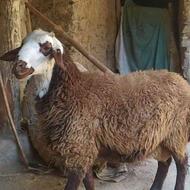 ذبح گوسفند درتمامی نقاط شیراز عقیقه ومجالس