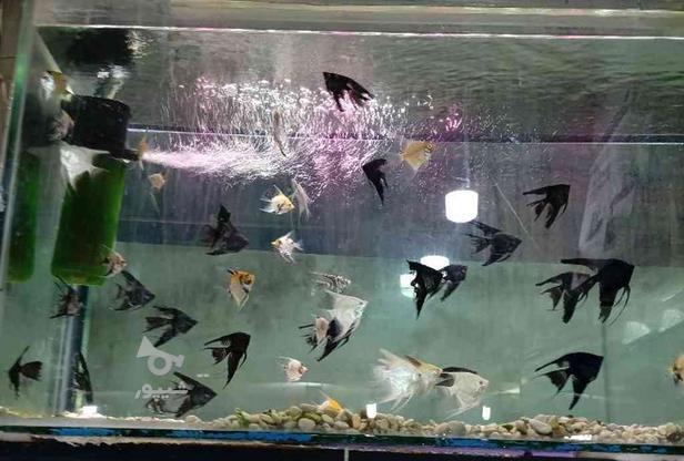 ماهی انجل خیلی زیبا در گروه خرید و فروش ورزش فرهنگ فراغت در تهران در شیپور-عکس1