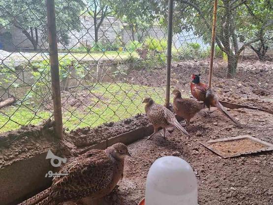 تخم نطفه دار پرنده وحشی سالم ق ر ق در گروه خرید و فروش ورزش فرهنگ فراغت در مازندران در شیپور-عکس1