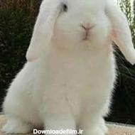 خریدو فروش خرگوش در سایز کوچک با قیمت مناسب
