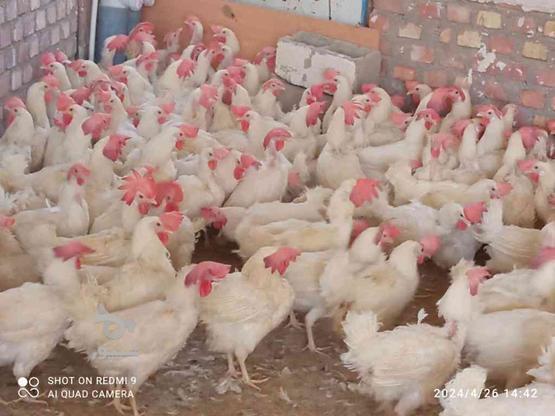 مرغ تخمگذار .... در گروه خرید و فروش ورزش فرهنگ فراغت در آذربایجان غربی در شیپور-عکس1
