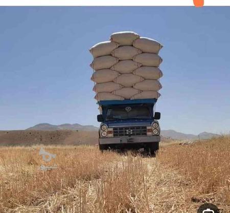 فروش کاه گندم در گروه خرید و فروش خدمات و کسب و کار در البرز در شیپور-عکس1