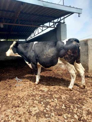 گاو مونت آبستن نزدیک زایمان 38کیلو شیر در گروه خرید و فروش ورزش فرهنگ فراغت در گلستان در شیپور-عکس1