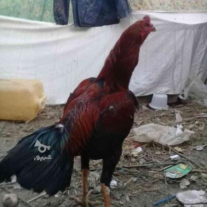 خروس سالم با مرغ انداخته نشده در گروه خرید و فروش ورزش فرهنگ فراغت در گیلان در شیپور-عکس1