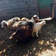 سه راس گوسفند مادر بره