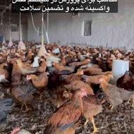 فروش نیمچه مرغ 3 تا 110 روزه