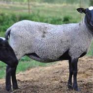 کارگاه آموزشی لقاح مصنوعی گوسفند و بز