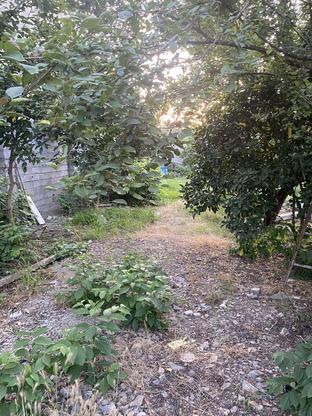 500متر زمین باغ در شرم کلا زیر قیمت در گروه خرید و فروش املاک در مازندران در شیپور-عکس1