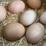 تخم مرغ بومی