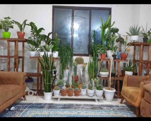 گل و گیاه طبیعی در گروه خرید و فروش لوازم خانگی در تهران در شیپور-عکس1