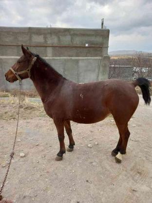 اسب زیبا نجیب آرام سالم شکم پور در گروه خرید و فروش ورزش فرهنگ فراغت در آذربایجان شرقی در شیپور-عکس1