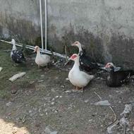 اردک اسراییلی