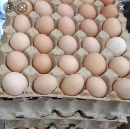 فروش تخم مرغ رسمی و بلدرچین دربند در گروه خرید و فروش خدمات و کسب و کار در همدان در شیپور-عکس1