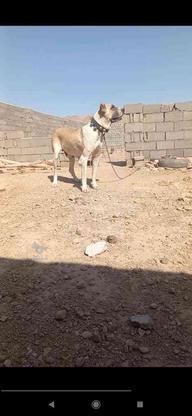 واگذاری سگ ماده میکس پژدر خراسانی درجه یک سه ساله در گروه خرید و فروش ورزش فرهنگ فراغت در خراسان شمالی در شیپور-عکس1