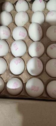 فروش تخم مرغ در گروه خرید و فروش خدمات و کسب و کار در خراسان رضوی در شیپور-عکس1