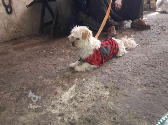 سگ ماده خانگی واکذاری در گروه خرید و فروش ورزش فرهنگ فراغت در آذربایجان غربی در شیپور-عکس1
