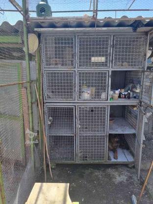 قفس گنجه جفت کن کبوتر مرغ خرگوش حیوانات در گروه خرید و فروش ورزش فرهنگ فراغت در مازندران در شیپور-عکس1