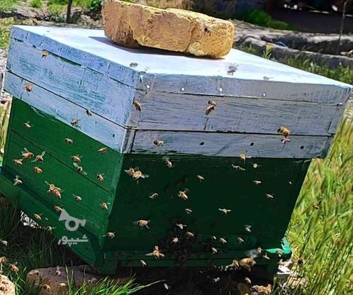 فروش زنبور عسل 7و8و9قاب با موتور هم معامله میگردد در گروه خرید و فروش صنعتی، اداری و تجاری در فارس در شیپور-عکس1