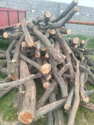 خریدار واقعی بزنگه درخت و چوب در گروه خرید و فروش خدمات و کسب و کار در خراسان رضوی در شیپور-عکس1