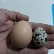 تعداد 50 تا بلدرچین تخمگذار نژاد ژاپنی