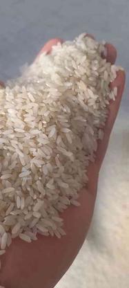 برنج لنجان در گروه خرید و فروش خدمات و کسب و کار در اصفهان در شیپور-عکس1