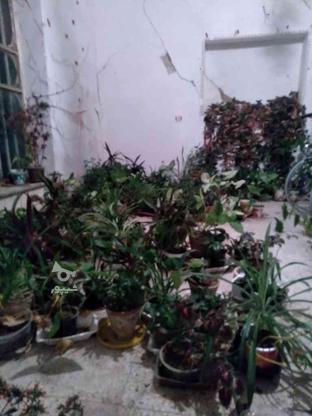 انواع گل های ساختمانی و خانگی در گروه خرید و فروش لوازم خانگی در فارس در شیپور-عکس1