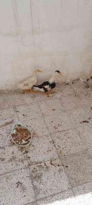اردک بدون هیچ مریضی در گروه خرید و فروش ورزش فرهنگ فراغت در خراسان رضوی در شیپور-عکس1