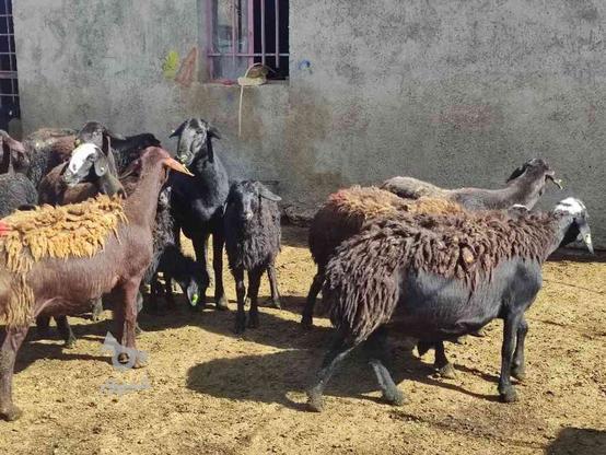 گوسفند قزل افشاری و قره قزل در گروه خرید و فروش ورزش فرهنگ فراغت در زنجان در شیپور-عکس1