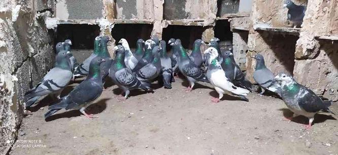 کبوتران مسافتی همشون جفت در گروه خرید و فروش ورزش فرهنگ فراغت در آذربایجان غربی در شیپور-عکس1