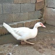 اردک روسی ماده تخم گذاروگوشتی