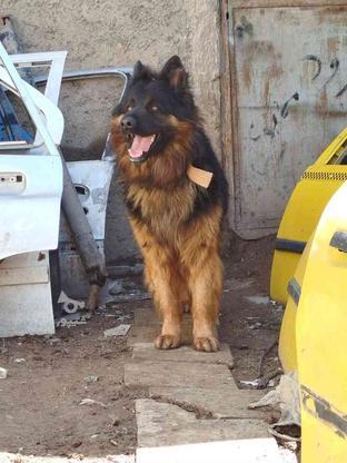 خواهان واگذاری انواع سگ های نگهبان در گروه خرید و فروش ورزش فرهنگ فراغت در البرز در شیپور-عکس1