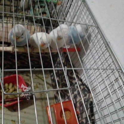 4جفت مرغ عشق به فروش در گروه خرید و فروش ورزش فرهنگ فراغت در سمنان در شیپور-عکس1