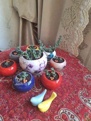 گل و گیاه طبیعی در گروه خرید و فروش لوازم خانگی در اردبیل در شیپور-عکس1