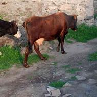 دو راس گاو شیری گوساله دار
