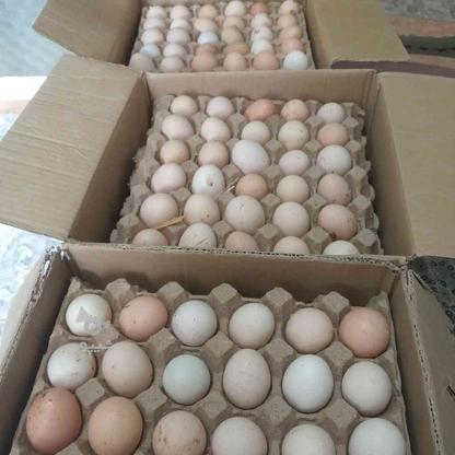 تخم نطفه دار مرغ محلی در گروه خرید و فروش ورزش فرهنگ فراغت در مازندران در شیپور-عکس1