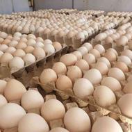تخم مرغ نطفه دار نژاد راس گوشتی 308