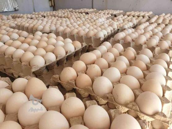 تخم مرغ نطفه دار نژاد راس گوشتی 308 در گروه خرید و فروش ورزش فرهنگ فراغت در مازندران در شیپور-عکس1