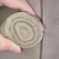 سنگ فسیل استروماتولیت بسیار نادر 4میلیارد سال قدمت
