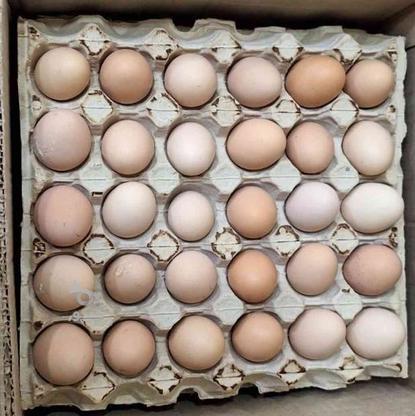 تخم مرغ محلی نطفه دار در گروه خرید و فروش ورزش فرهنگ فراغت در مازندران در شیپور-عکس1