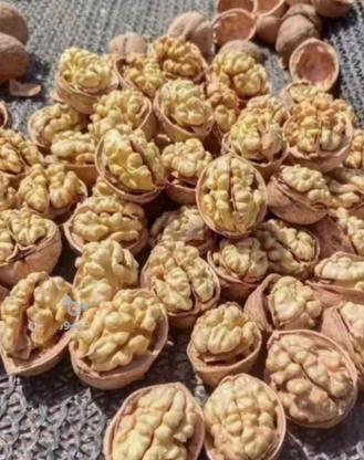 گردوکاغذی یکدست به شرط در گروه خرید و فروش خدمات و کسب و کار در یزد در شیپور-عکس1