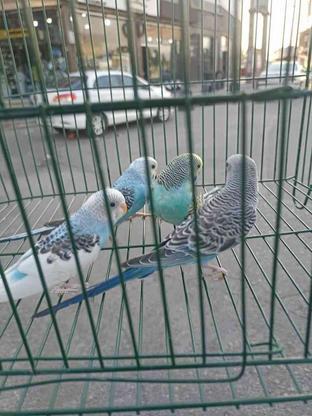 مرغ عشق نروماده در گروه خرید و فروش ورزش فرهنگ فراغت در تهران در شیپور-عکس1