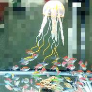 ماهی شیشه ای رنگارنگ کالرفیش در آکواریوم و ماهی شاپ کرج ونوس