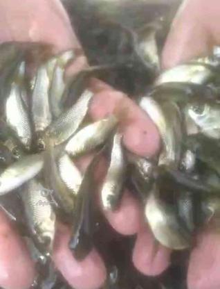 فروش بچه ماهی کپور. سفید،امور در گروه خرید و فروش ورزش فرهنگ فراغت در مازندران در شیپور-عکس1