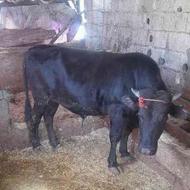 فروش فوری گاو یاگوساله نر چاق برای قربانی